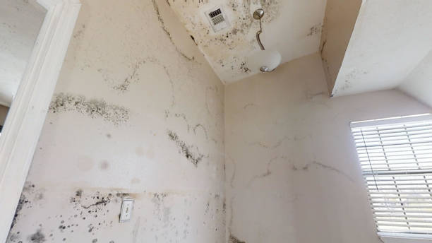 Best Environmental Consulting for Mold Prevention  in USA