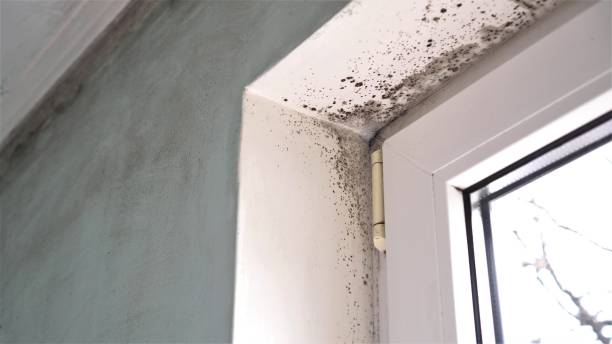 Best Biohazard Mold Removal  in USA